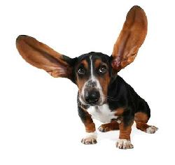 How Do You Test A Dog S Hearing How Do You Test A Dog S Hearing